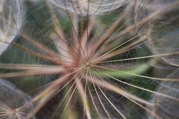 Macro photography inside of the dandelion