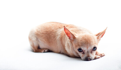 chihuahua puppy on white background