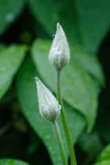Two white clematis  flower bud with rain drops on a blurred green leaves background.  