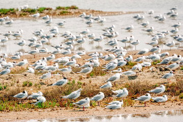 Fototapeta na wymiar Seagulls on sandbar