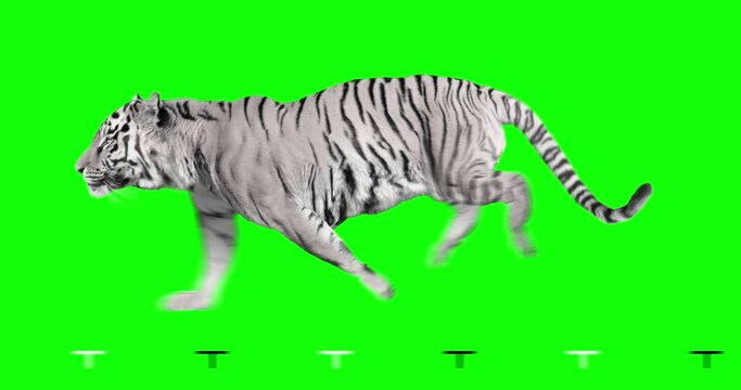 White tiger runs. Isolated and cyclic animation. Green Screen.