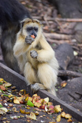 A beige monkey sitting next to some food eating a piece of fruit, in a sanctuary in Plettenberg Bay.