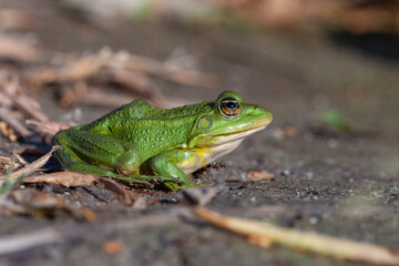 Frog
