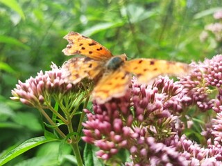 BUTTERFLY3