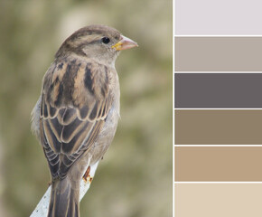 The gray and brown gamma of the colors of the sparrow. Color palette swatches, natural combination of colors, inspired by nature.