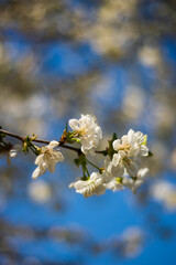 cherry tree blossom