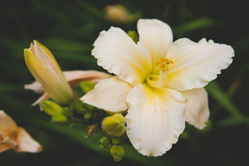 close up of Daylily