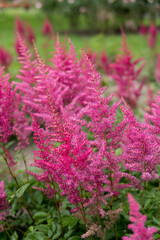 close up of Astilbe