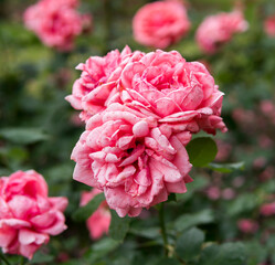 Fototapeta premium close up of flowers of rose