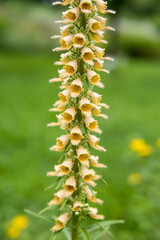 close up of yellow vertical flowers