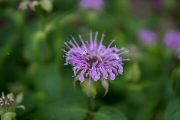 close up of Monarda fistulosa