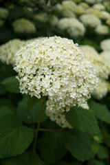 close up of Hydrangea arborescens