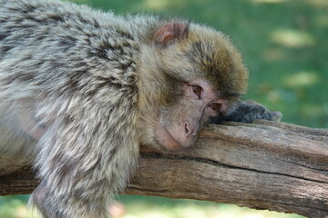 singe dort sur un tronc d'arbre