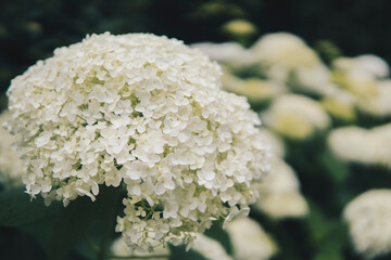close up of Hydrangea arborescens