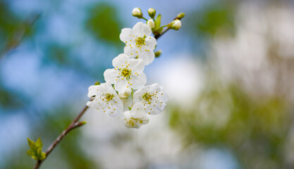 cherry tree blossom