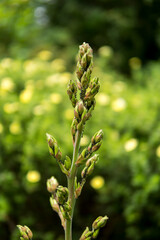 close up of greenfly on a plant