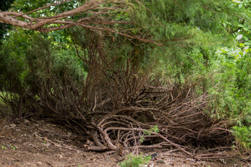 close up of evergreen tree