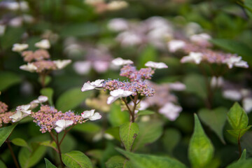 close up of Hydrangea macrophylla