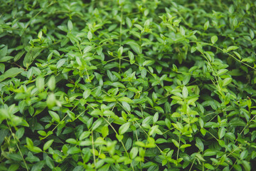 close up of Vinca minor