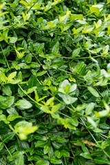 close up of Euonymus fortunei