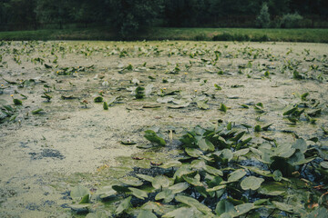 close up of a lake covered with duckweed