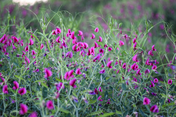 field of pink flowers