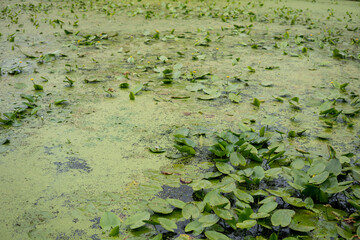 close up of a lake covered with duckweed