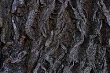 tree bark texture