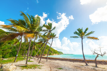 Coconut palm trees in Pointe de la Saline beach