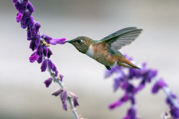 Adorable Anna's Hummingbird hovers near a wildflower lupine to extract the nectar from the flower while drinking.