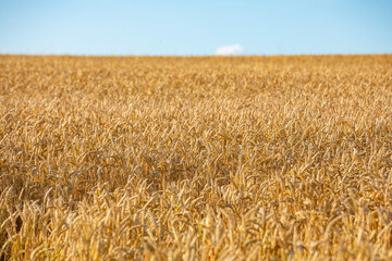 Golden field of wheat in sunny day, Czech republic