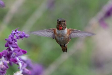 Adorable Anna's Hummingbird hovers near a wildflower blue sage to extract the nectar from the flower with wings spread.