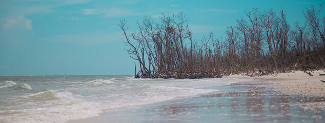 Beach Photos of marco island with drift wood on the beach in florida 