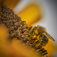 Closeup of a honeybee (Apis) sitting on a sunflower (Helianthus annuus) and covered with pollen all over.