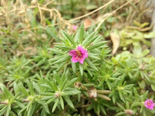 Portulaca grandiflora or moss rose flowers – Delhi,India.