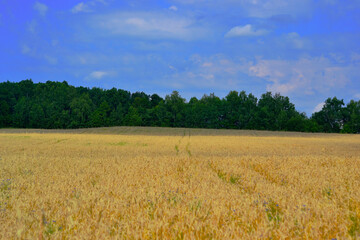 field of wheat