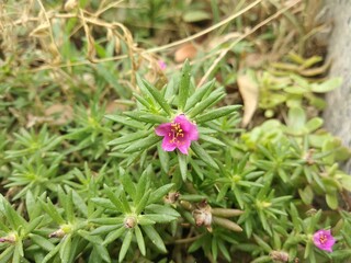 Portulaca grandiflora or moss rose flowers – Delhi,India.