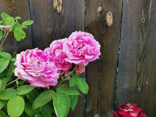 pink roses on wooden background