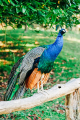 Naklejka premium Peacock on fence