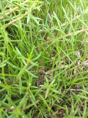 Portulaca grandiflora or moss rose plants and grass – Delhi,India