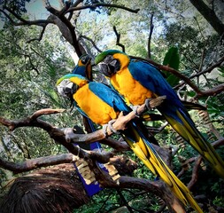 blue and yellow macaw