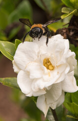 Bee on a Gardenia Blossom