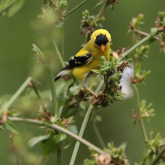 American goldfinch (carduelis tristis) eating seeds of a chicory plant  (cichorium intybus)