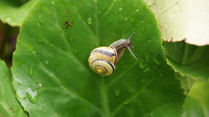 Bänderschnecke