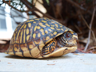 Eastern Box Tortoise