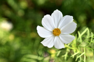 Blüte einer weißen Aster