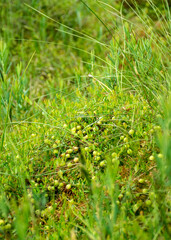 green cranberry background, green grass, bog vegetation vegetation, summer