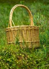 landscape with wicker basket in the bog, bog vegetation, green cranberry background, bog plants, summer