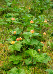 Obraz na płótnie Canvas Cloudberry grow in the swamp in latvia, summer in the swamp