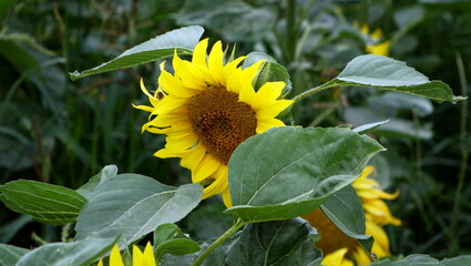 sunflowers, słonecznik